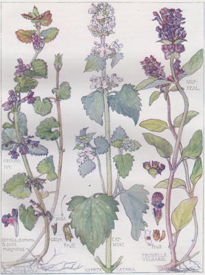 Ground Ivy, Catmint, Self-heal